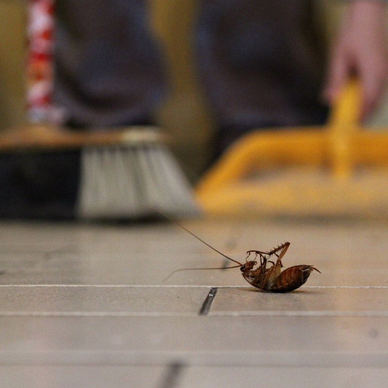 dead cockroach cleaning Service